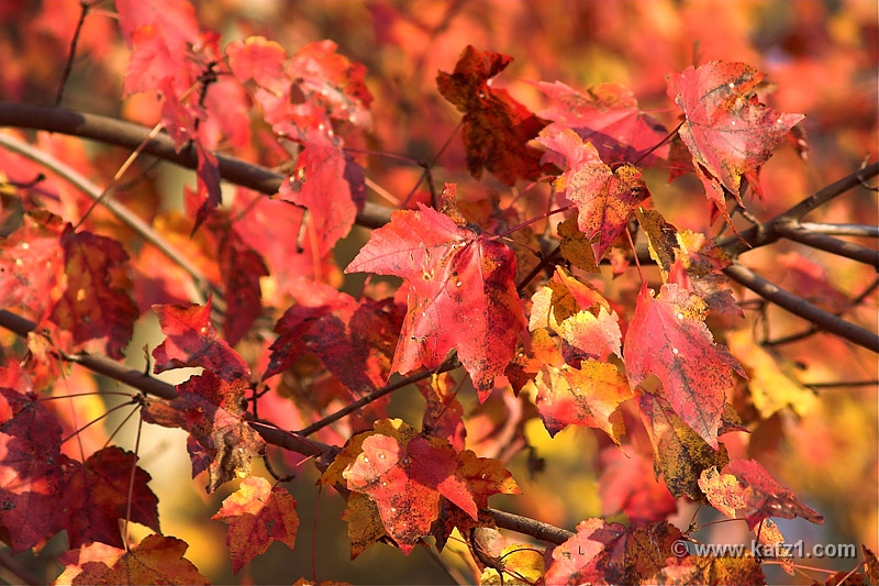 Autumn's Last Gasp 3